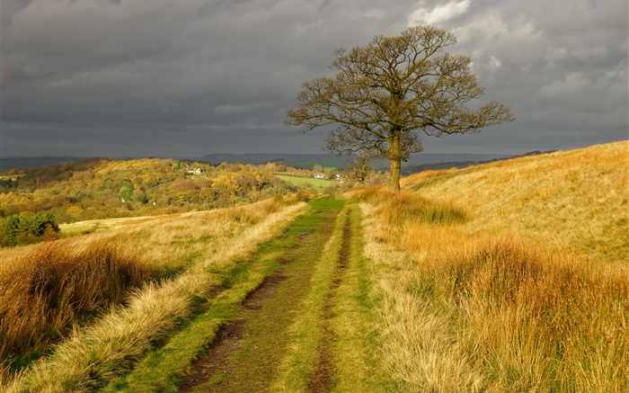 英格兰自然风光，草，路，树，云，秋 壁纸 图片