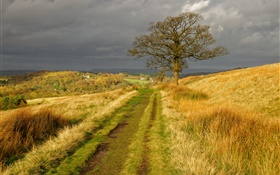 英格兰自然风光，草，路，树，云，秋