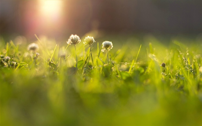 花，草，草地，太阳光线，背景虚化 壁纸 图片