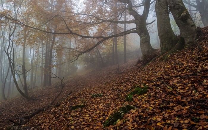 森林，自然，雾，黎明，秋 壁纸 图片