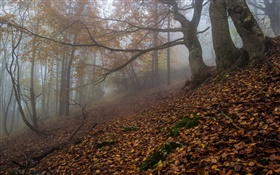 森林，自然，雾，黎明，秋