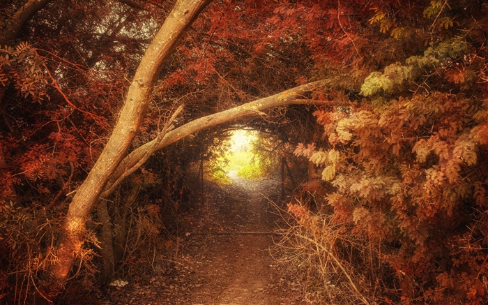 林，路，洞，秋天，自然风光 壁纸 图片