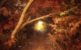林，路，洞，秋天，自然风光 高清壁纸