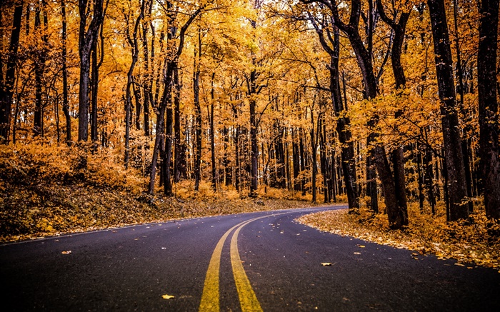 森林，道路，黄色的树叶，树木，秋天 壁纸 图片