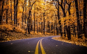 森林，道路，黄色的树叶，树木，秋天 高清壁纸