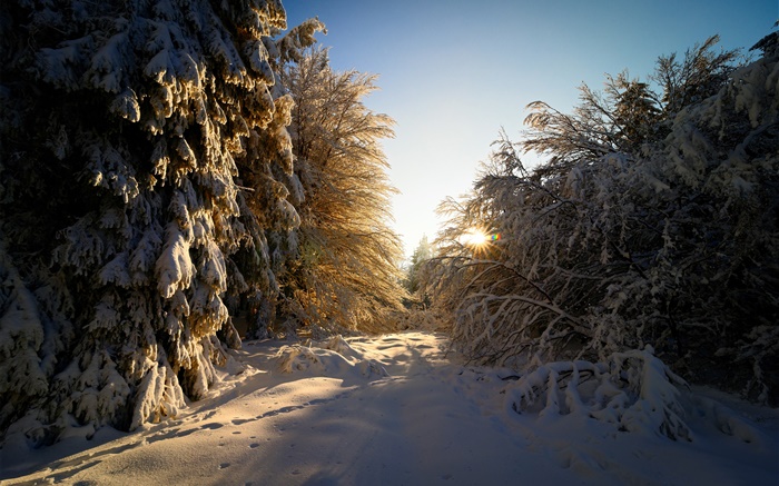 德国黑森州，冬季，雪，树木，太阳光线 壁纸 图片