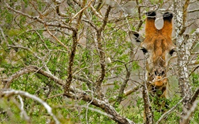 长颈鹿隐藏在森林