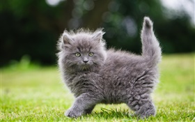 在草地上蓬松的灰色小猫