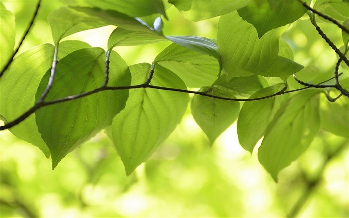 绿色的树叶，树枝，自然风光，背景虚化 壁纸 图片