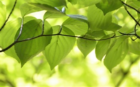 绿色的树叶，树枝，自然风光，背景虚化 高清壁纸