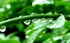 绿色植物，雨后，水珠