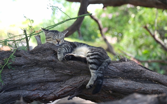 灰色小猫睡在树上 壁纸 图片