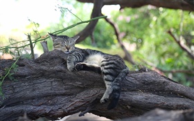 灰色小猫睡在树上