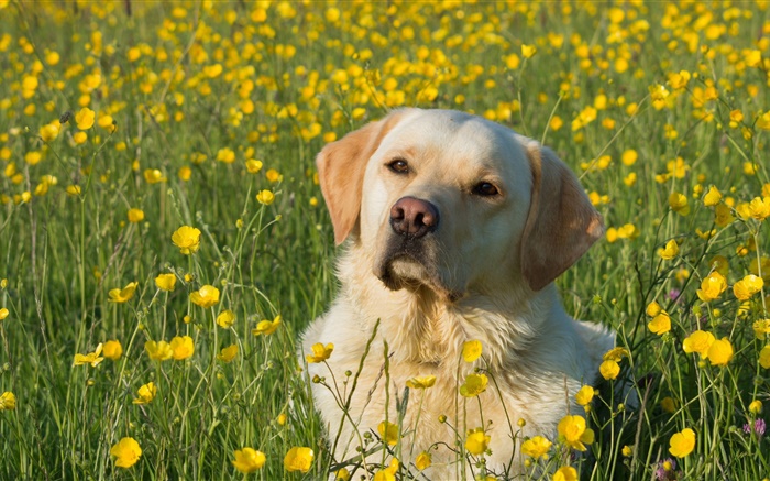 拉布拉多犬，狗在花丛中 壁纸 图片