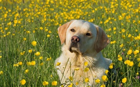 拉布拉多犬，狗在花丛中 高清壁纸