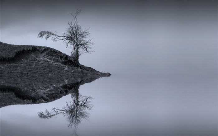 湖，树，水中的倒影，单色，苏格兰 壁纸 图片