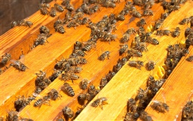 许多蜜蜂，蜂箱