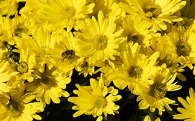 许多黄菊花，蜜蜂，昆虫