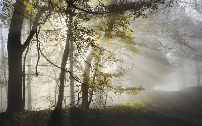早晨，雾，树木，太阳光线，秋季 壁纸 图片