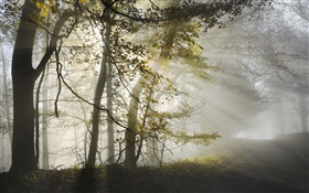 早晨，雾，树木，太阳光线，秋季 高清壁纸