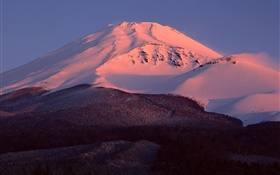 富士山，日本，雪，黄昏，森林 高清壁纸