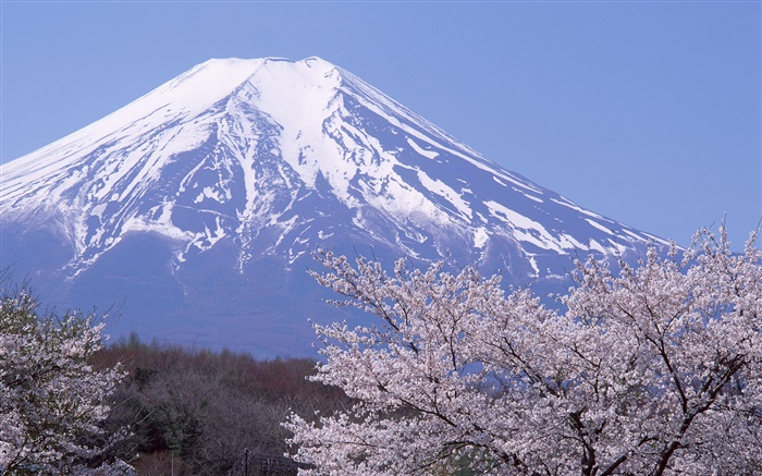 富士山，日本，春天樱花盛开的花朵 壁纸 图片