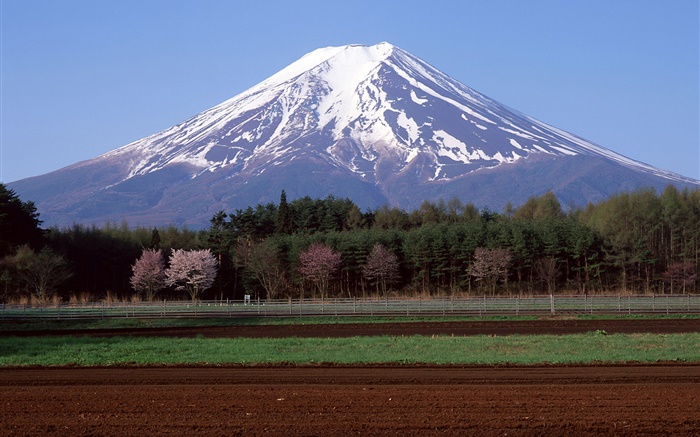 富士山，日本，树木，农田 壁纸 图片