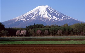 富士山，日本，树木，农田 高清壁纸