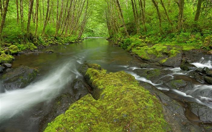 Nestucca河，俄勒冈州，美国，苔藓，树木，绿化 壁纸 图片