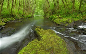 Nestucca河，俄勒冈州，美国，苔藓，树木，绿化