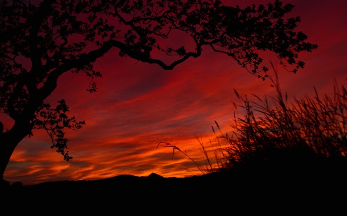晚上，红色的天空，云，树，草，黑色剪影 壁纸 图片