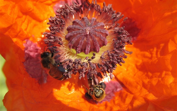 橙色的花，雌蕊，蜂 壁纸 图片