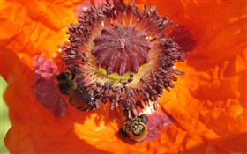 橙色的花，雌蕊，蜂