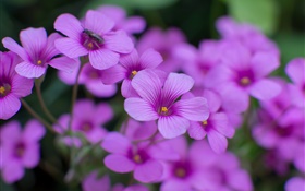 酢浆草，紫色的花，花瓣，微距摄影 高清壁纸