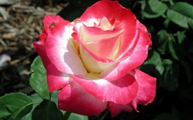 粉红色的花瓣玫瑰，花特写，露水