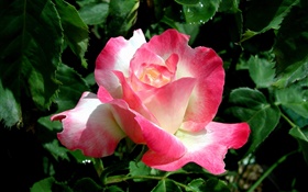 粉红色的花瓣玫瑰花特写，水滴