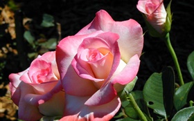 粉红色的花瓣玫瑰，鲜花，春天 高清壁纸