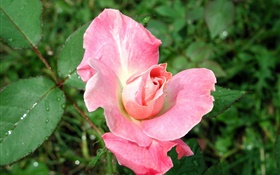粉红色的玫瑰雨后