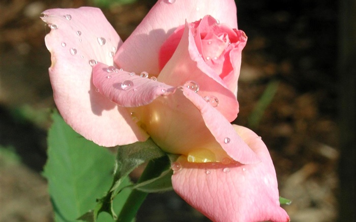 粉红色的玫瑰花特写，露水 壁纸 图片
