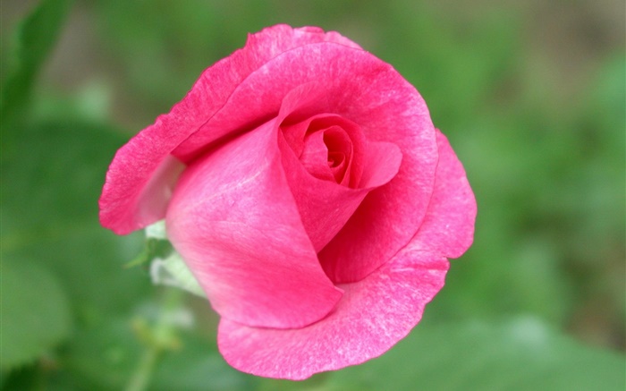 粉红色的玫瑰花特写，绿色背景 壁纸 图片