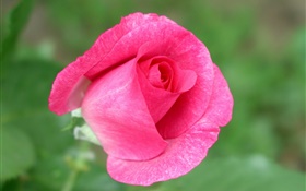粉红色的玫瑰花特写，绿色背景