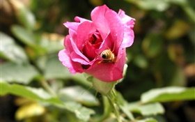 粉红色的玫瑰花，露水，蜂