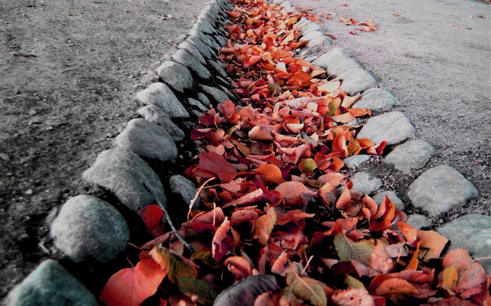 红叶，地面，秋天 壁纸 图片