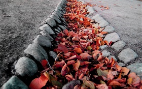 红叶，地面，秋天 高清壁纸