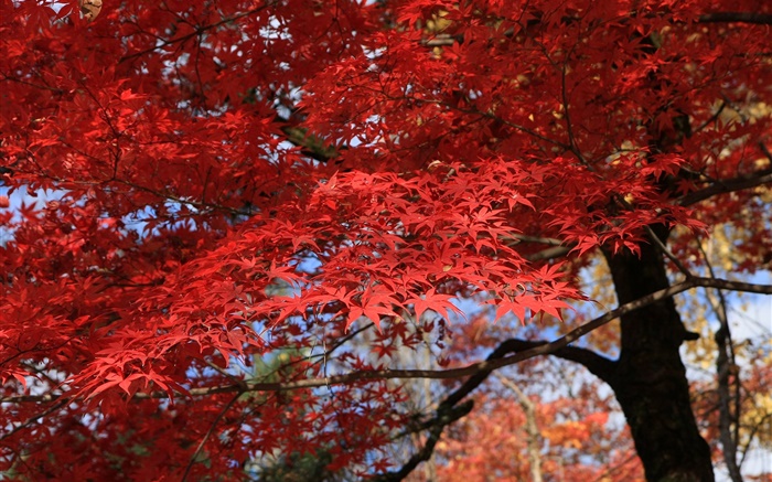 红叶，枫树，美丽的秋天 壁纸 图片