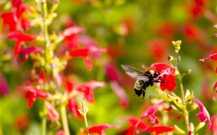 红色的小花朵，昆虫蜜蜂 壁纸 图片