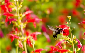 红色的小花朵，昆虫蜜蜂 高清壁纸