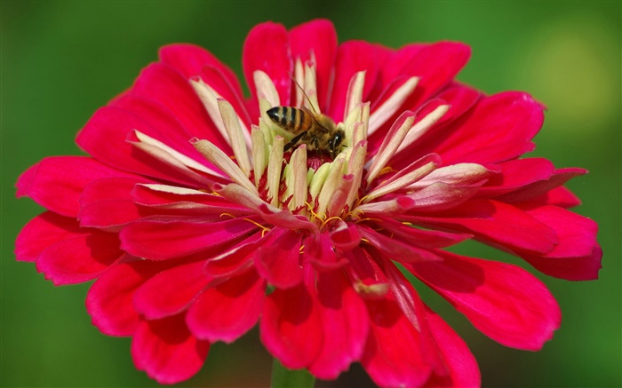 红色的花瓣的花，蜜蜂，绿色背景 壁纸 图片