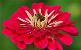 红色的花瓣的花，蜜蜂，绿色背景 高清壁纸