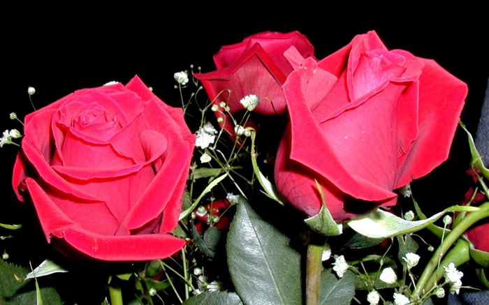 红玫瑰鲜花，花束 壁纸 图片